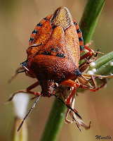 Carpocoris mediterraneus atlanticus (Pentatomidae)