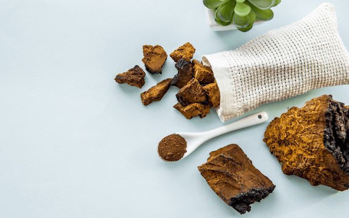 Chaga mushrooms and their health benefits