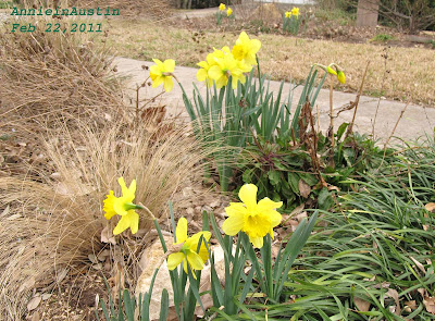 Annieinaustin, Feb daffodils 2