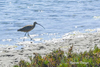 Long-billed curlew at Moss Landing, CA – Sept. 24, 2016 – Roberta Palmer