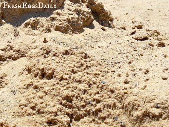 The Real Scoop On Using Sand In Your Chicken Coop Run Or Brooder