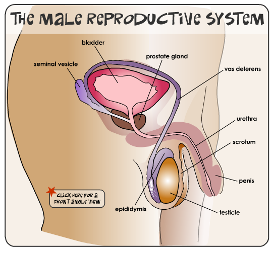  The Male Reproductive System