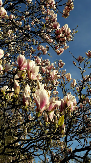 lingonberryhouse, aarhus, spring, nature, luonto, Tanska, puisto, luonto