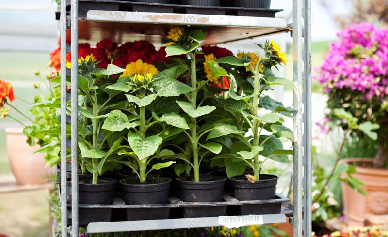 How to Spot Healthy (and Not-So-Healthy) Plants in a Garden Center