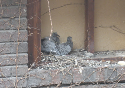 Baby Pigeons