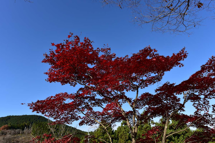 桜山公園の紅葉2