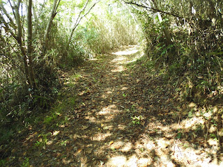 坂の山の登山道　その2