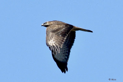 Common Buzzard