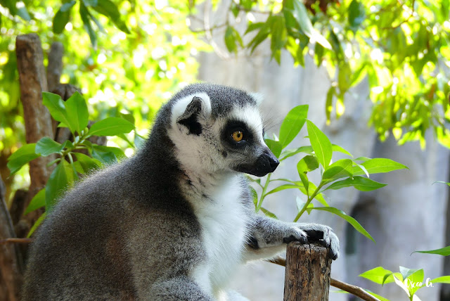 Lemur en primer plano