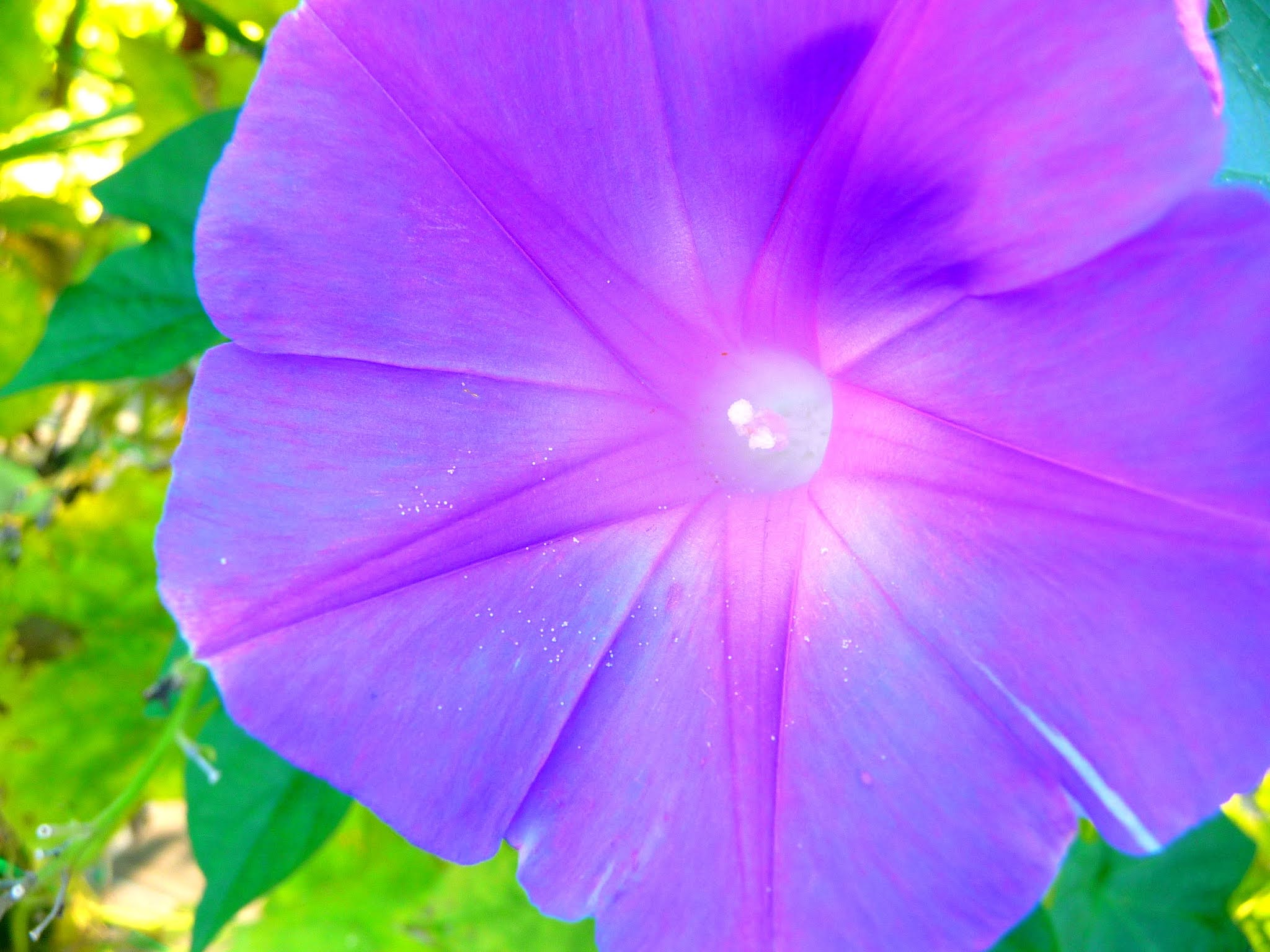 284 夏 アサガオ 朝顔 紫 花 写真素材のおすそわけ