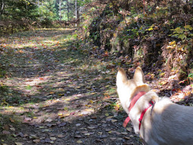 dog on trail