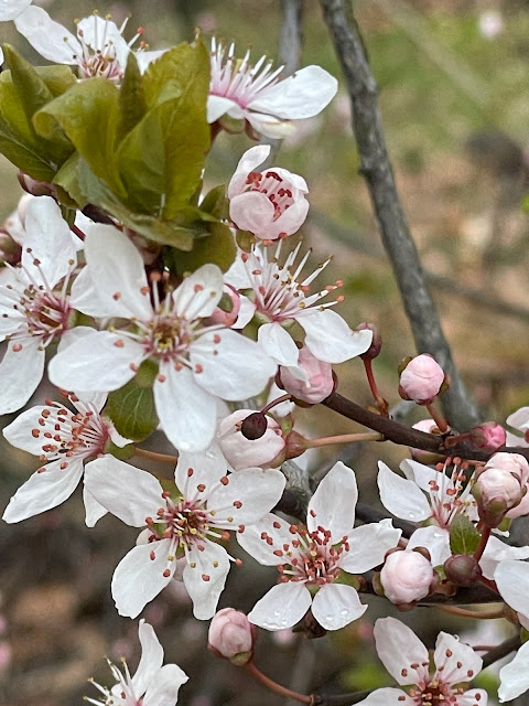 Image: Nature Waking Up in March  by Dominique Teng©2023