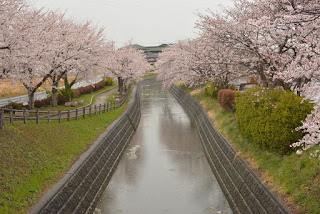 源氏川沿いの桜