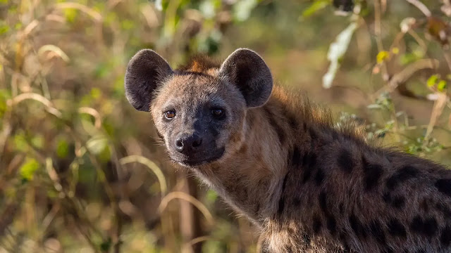 Spotted Hyenas Facts