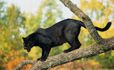 Animales - Fotografías de Panteras Negras - Felinos - Black Panthers