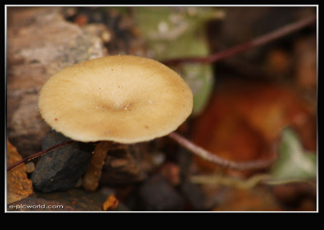 Mushrooms and fungi photo