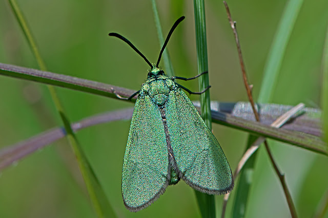 Adscita statices the Forester moth