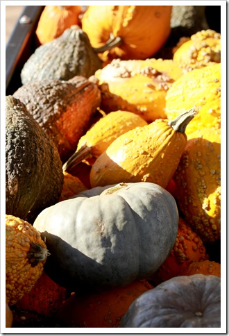 pumpkin patch IMG_9785