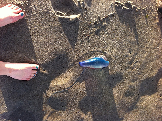 The Blue Bottle also known as the Portugese Man Of War Jellyfish washed up on the shore in Delray Beach Florida