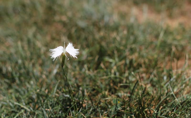 Dianthus Plumarius Flowers Pictures