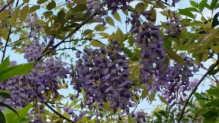 wisteria 2