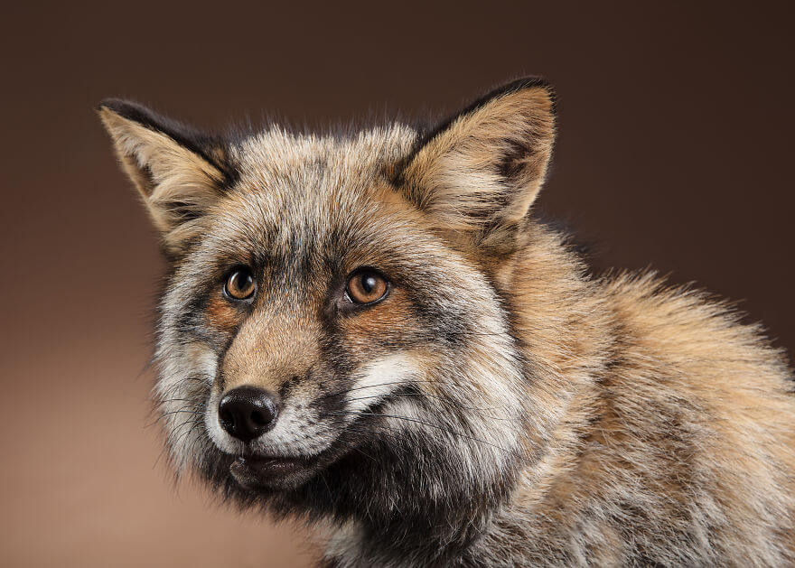 This Photographer Captures Foxes In Her Studio, And The Results Are Breathtaking