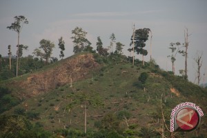 Dishut : perambah liar ancam hutan Bengkulu
