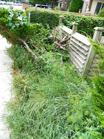 By Paul Jung Gardening Services--a Toronto Organic Gardening Company Leslieville Front Garden Cleanup Before