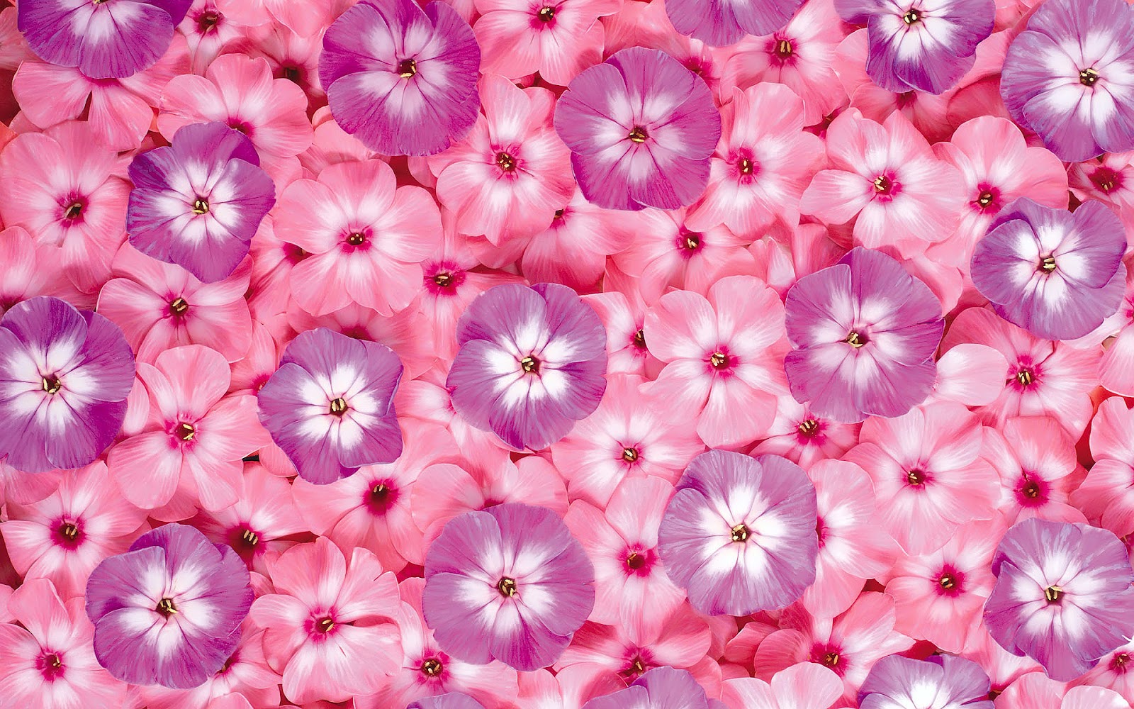 Flowers Wallpapers Flower Wallpaper ~ Top Best HD Wallpapers for 