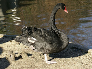 Cygne noir - Cygnus atratus