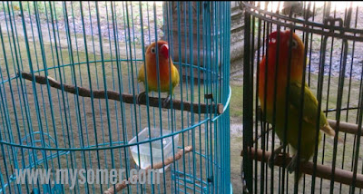 tips membuat lovebird cerewet