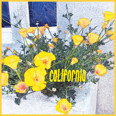 california poppies West Los Angeles