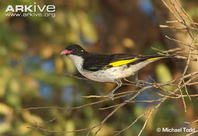 Painted Honeyeater