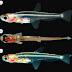 Akuarium Ikan Hias Terkecil di Dunia