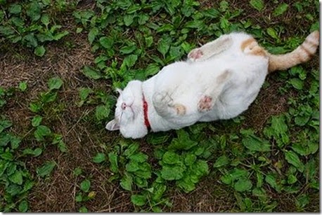 laziest_cat_in_the_world_03