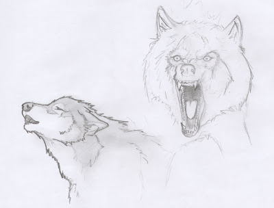 wolf sketch | 2009