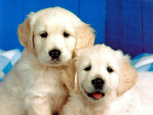 Cute Dogs