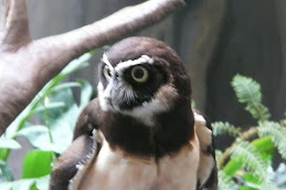 Wise Old Owl
