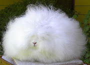 The Angora rabbit is a variety of domestic rabbit bred for its long, .