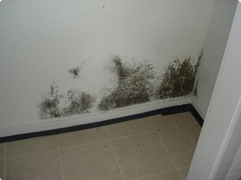 mould-removal-melbourne