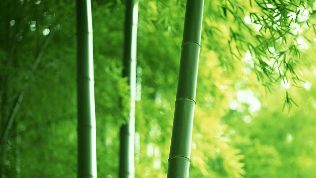 Bamboo Nature5