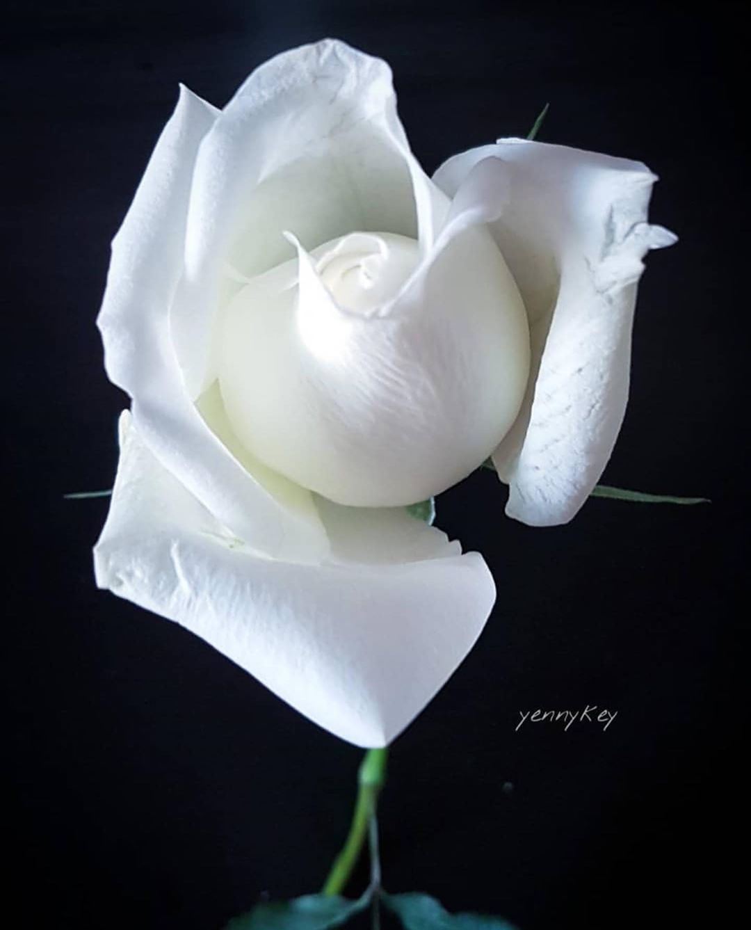 সাদা গোলাপ ফুলের ছবি - Pictures of white roses - গোলাপ ফুলের ছবি ডাউনলোড - বিভিন্ন রঙের গোলাপ ফুলের ছবি ডাউনলোড - rose flower - NeotericIT.com