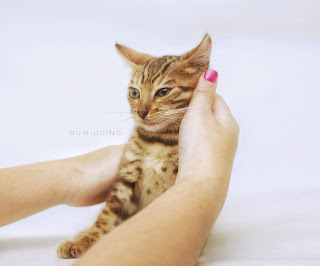 kucing bengal di belai