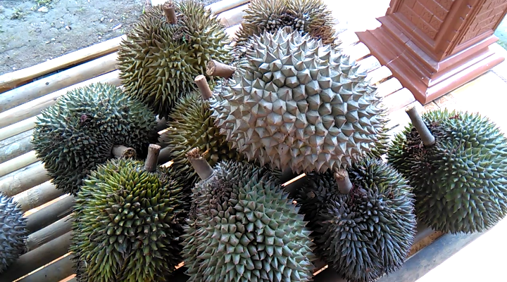 Kata Kata Lucu Tips Memilih Durian 