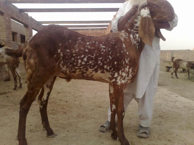 Qurbani at eid ul adha 2012 in Pakistan  World Web 