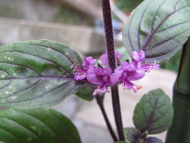 de mooiste foto's uit mijn tuin - juli 2013