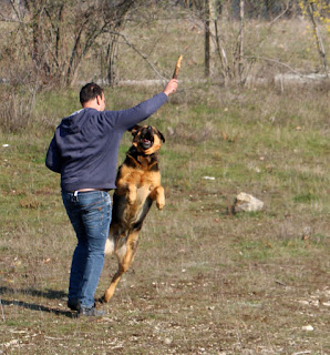 Rambo really wants his stick