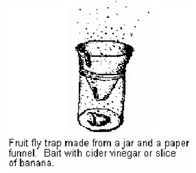 Fruit Fly Traps