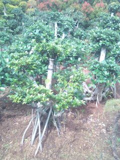 Jual bonsai beringin korea