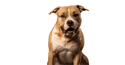 American Pit Bull Terrier